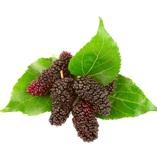 mulberry with leaves isolated white background